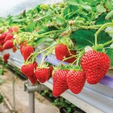 Erdbeeren im Anbau