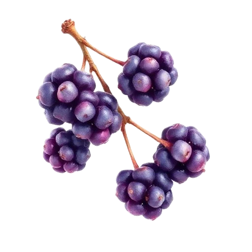 Brombeere gefriergetrocknet